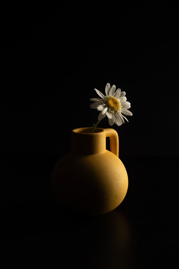 Light Study